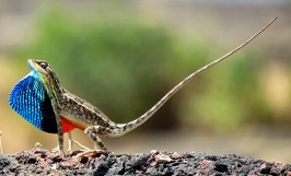 A fan-throated lizard displaying its colorful dewlap on a rocky surface.