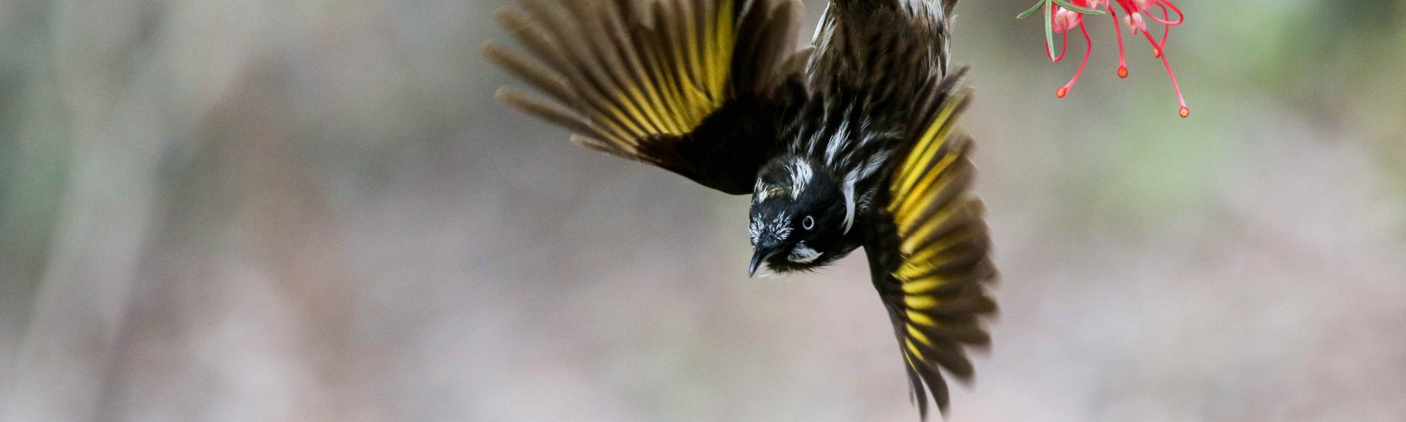 New Holland Honeyeater. Image credit Dr Jessica McLachlan New Holland Honeyeater. Image credit Dr Jessica McLachlan