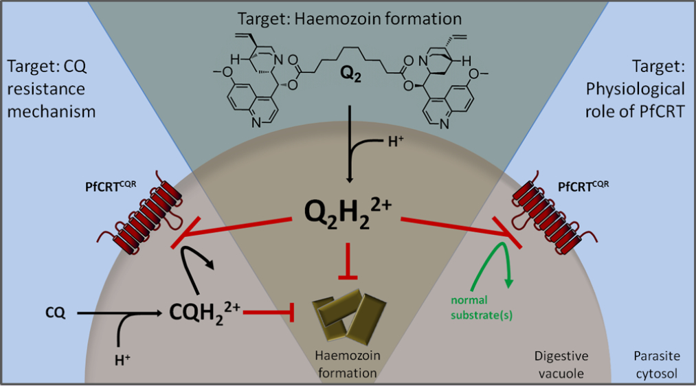 Diagram illustrating the biochemical mechanisms of chloroquine resistance and hemozoin formation in a parasite's digestive vacuole, with emphasis on the role of the PfCRT protein.