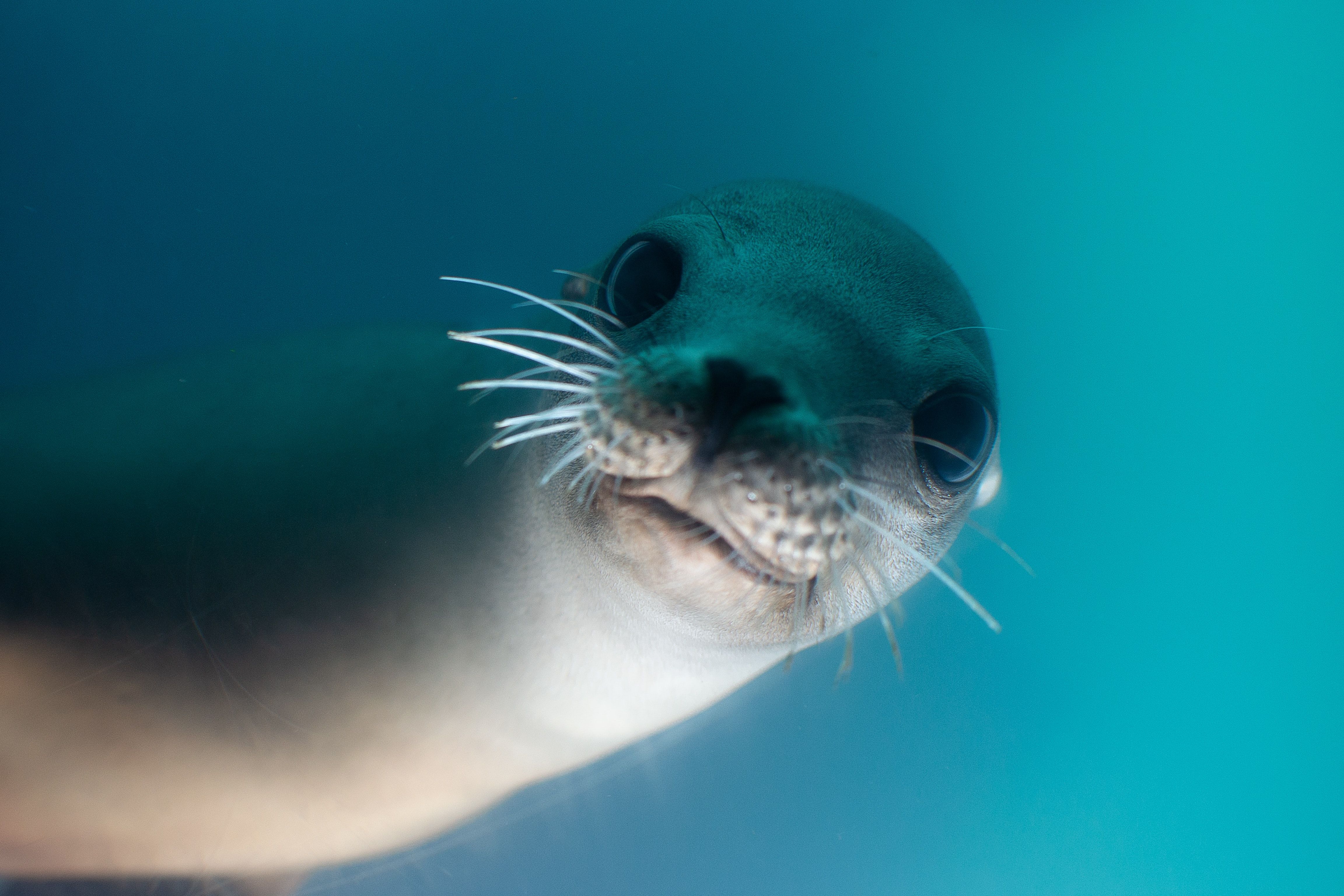 Seal spotting with the Sequeria Group (E&E) RSB Newsletter/Ana Sequeria fieldwork image of seal