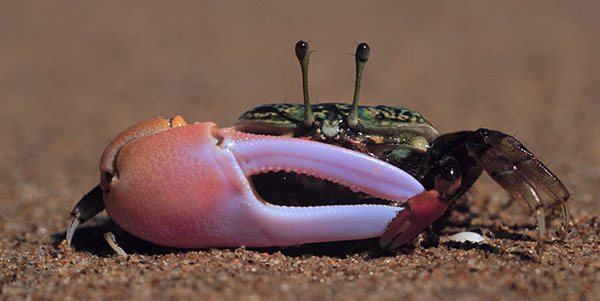 A fiddler crab with one large pink claw open on a sandy surface.