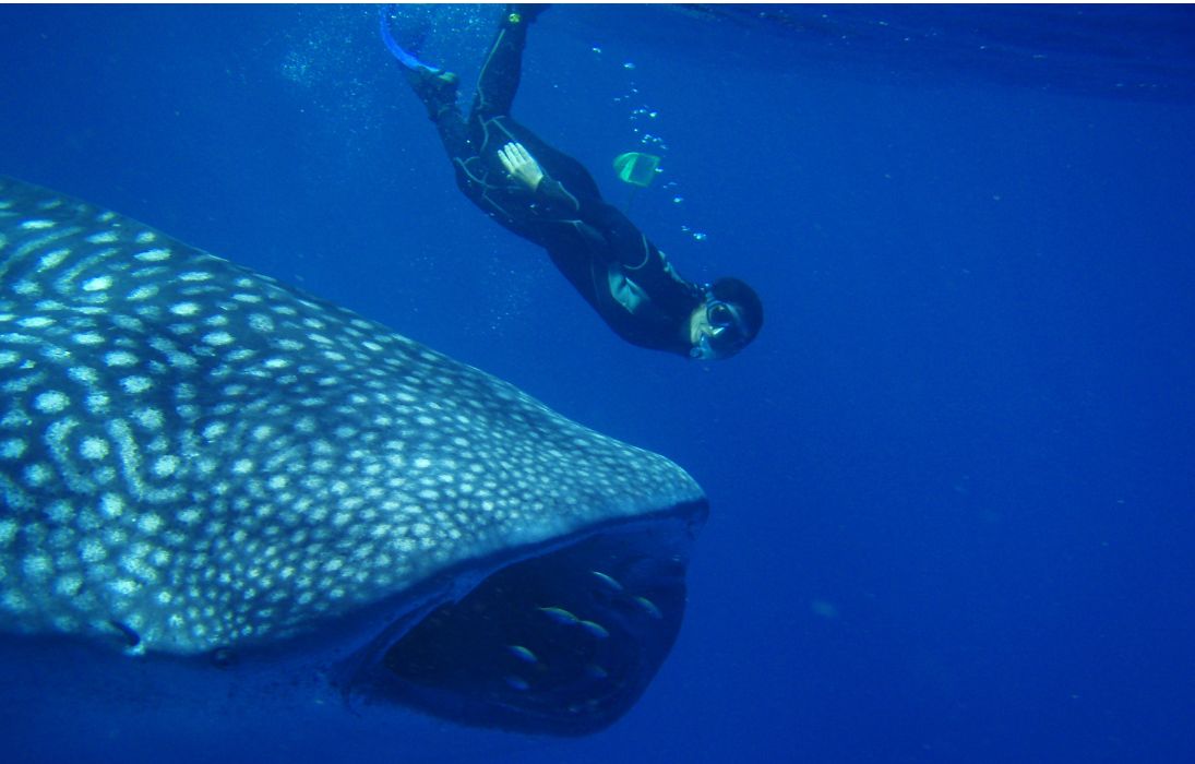 Associate Professor Ana Sequeira says even if the whole 30 per cent of protection were selected in key ocean areas it would still not be enough to conserve our marine megafauna. Photo: © AIMS (Australian Institute of Marine Science) whale shark and diver