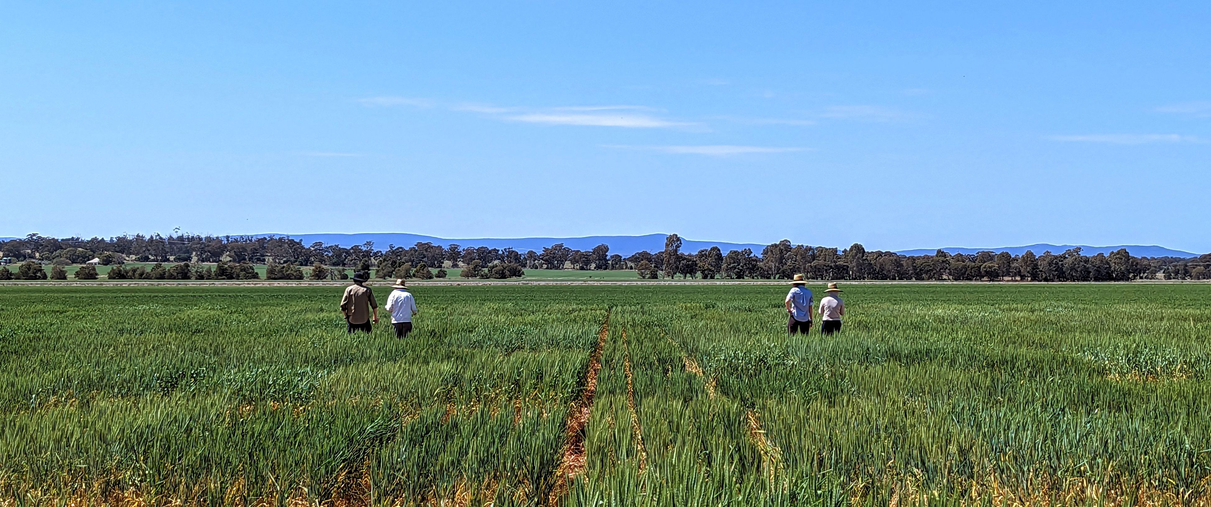 crops