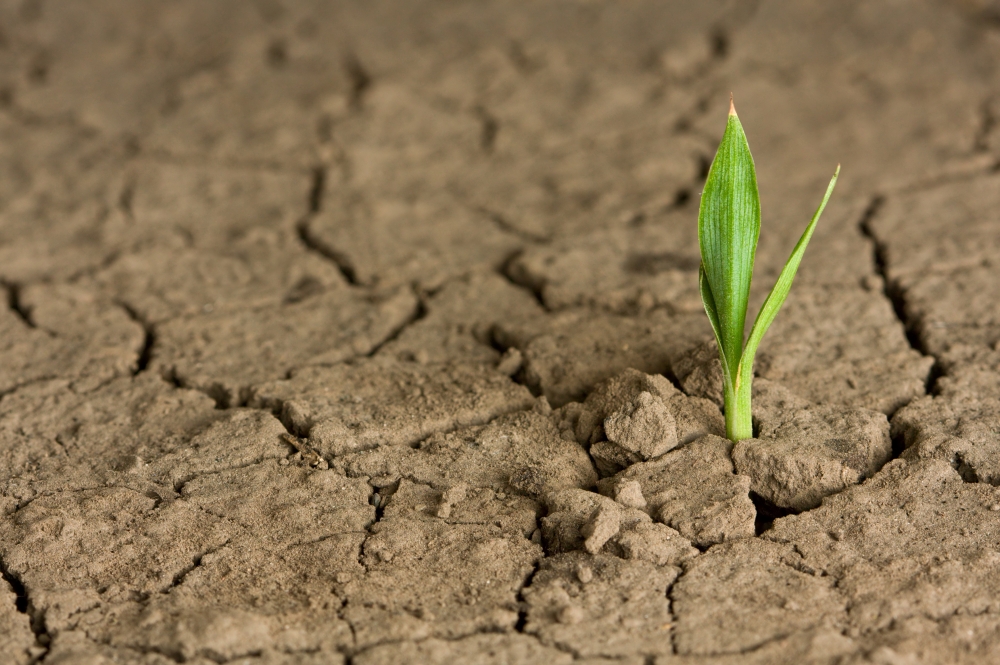 A single green shoot sprouting from a cracked, dry soil.