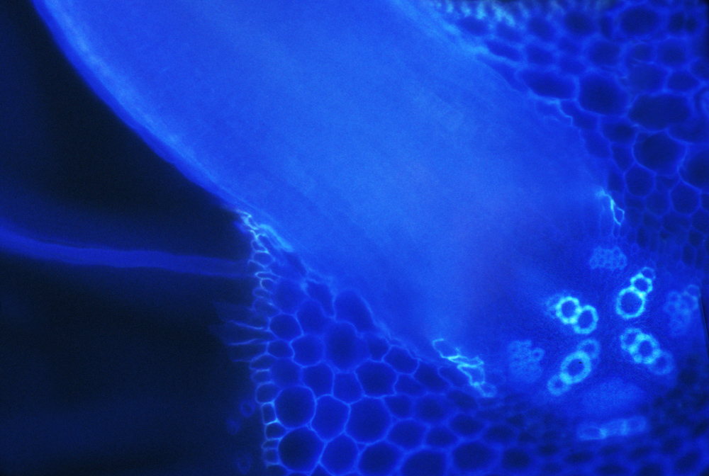 Microscopic view of plant cells highlighted in blue, showing detailed cell structures and textures.