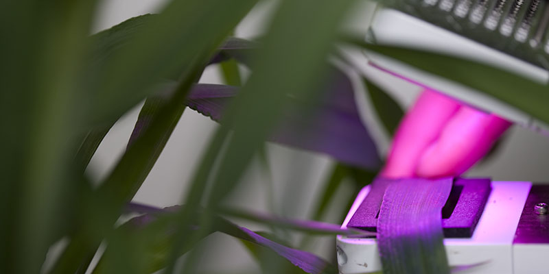 Green plant leaves partially obscure a view of a pinkish-purple LED grow light for indoor gardening.
