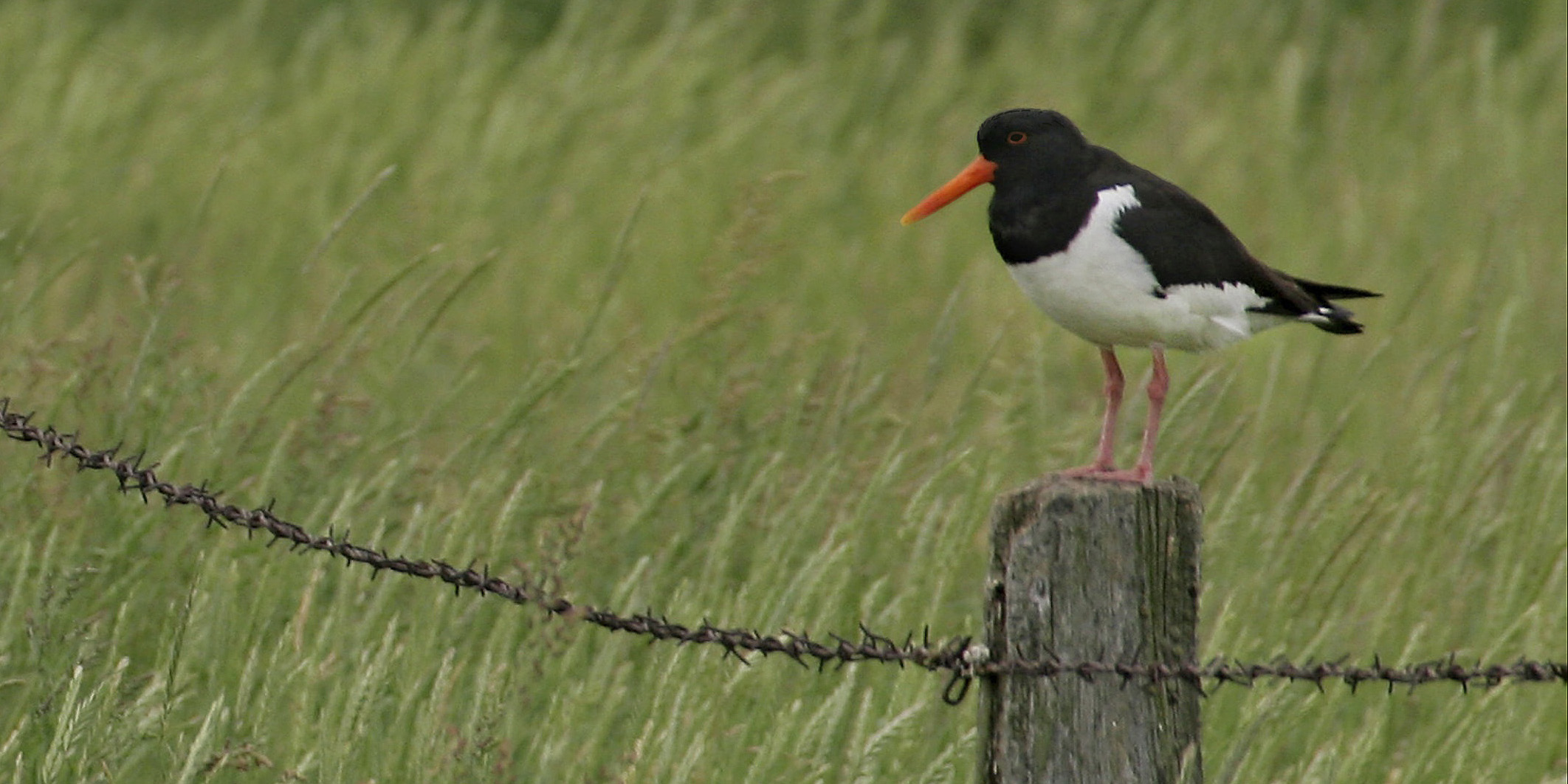 A black and white bird with an orange beak standing on a wooden post with a barbed wire fence, set against a background of green grass.