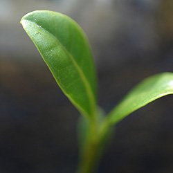 Close-up image of a young green plant sprouting with two visible leaves.