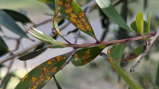 Olive tree leaves displaying yellow and orange speckled discoloration due to disease.