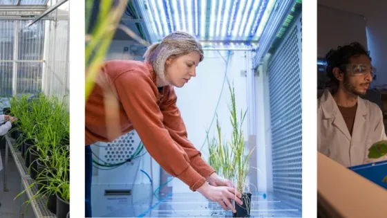 A triptych of images showing scientists working with plants in different settings: a greenhouse, a growth chamber, and a laboratory.