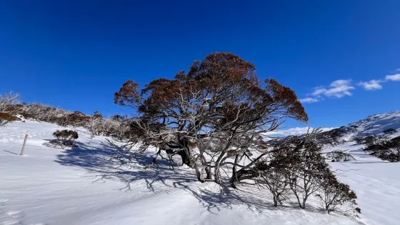 Snow Gum in the snow