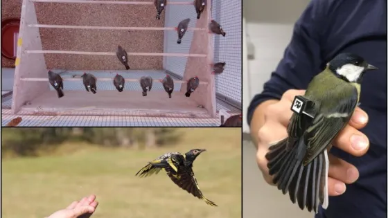 A collage of four images showing birds in various scenarios: multiple birds inside a cage, a bird held in a human hand, a bird taking off from a human hand, and a close-up of a bird being held gently by a person.