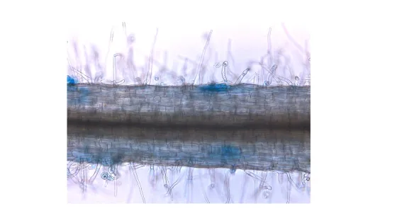 Microscopic view of fabric fibers showing fine details and textures, accentuated by a gentle blue hue.
