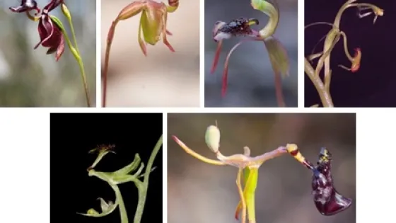 A collage of six images showing various unique and colorful orchid species with distinctive, intricate shapes.
