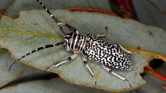 A black and white patterned longhorn beetle on a green leaf.