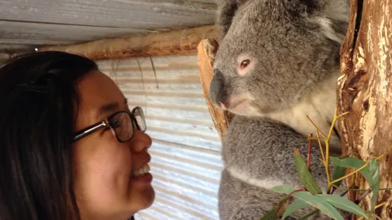A woman smiling and looking at a koala perched on a tree in an enclosed setting.