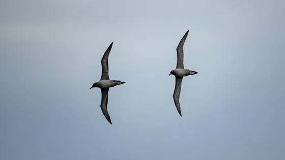 Two birds flying against a clear sky.