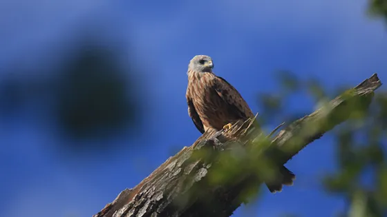 A brown hawk perched on a branch against a clear blue sky.