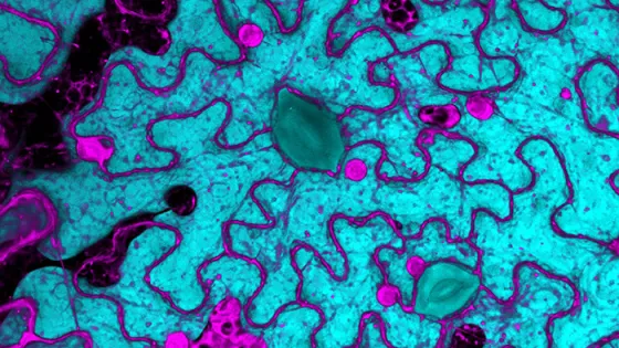 A microscopic image displaying a network of irregular shapes in turquoise with scattered pink and green elements.