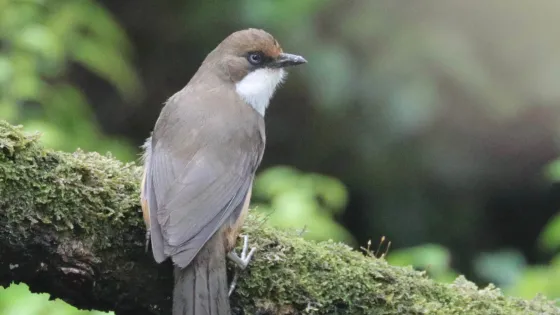 A brown and white bird perched on a moss-covered branch in a lush green setting.