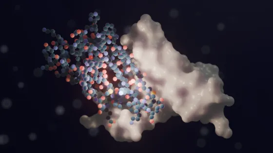 A digital illustration of a molecular structure interacting with a larger, irregularly shaped protein on a dark background.