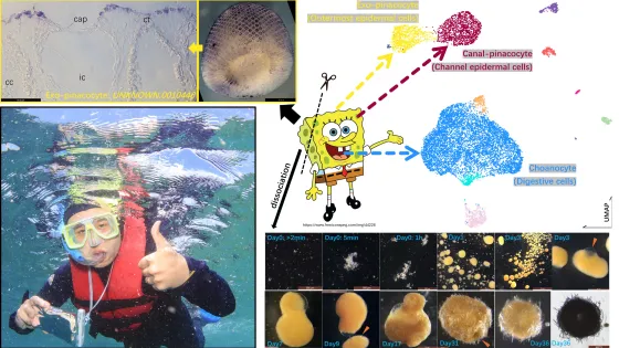 A collage featuring various images including a man underwater giving a thumbs up, microscopic views of cells, illustrations of SpongeBob, and developmental stages of a cellular organism.