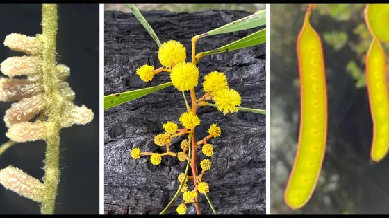 Collage of three different stages of a plant's lifecycle, showing close-ups of pollen-covered catkins, bright yellow spherical flowers, and hanging mature seed pods.