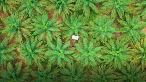 Aerial view of a dense fern field with a small, pink object noticeable in the center.