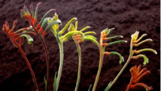 Field Image