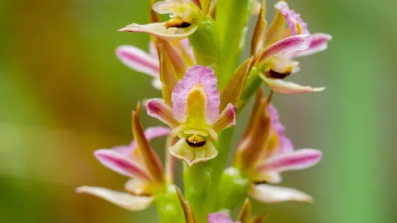 Close-up photo of a vibrant wild orchid with multiple pink and yellow blossoms.