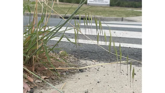 A close-up image of a grassy patch on the edge of a concrete curb near a pedestrian crosswalk, with a blurred street sign in the background.