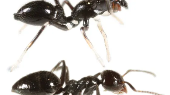Close-up image of two ants, viewed from above against a white background.