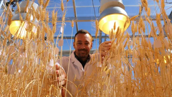 A scientist in a lab coat smiling while examining tall wheat plants under bright artificial lights in a greenhouse.