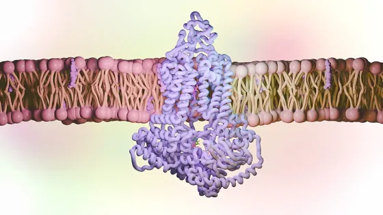 Illustration of a biological cellular membrane with embedded protein structures in purple and pink tones.