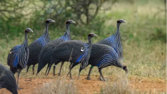 A group of vulturine guineafowl with striking blue and black plumage walking in a grassy field.