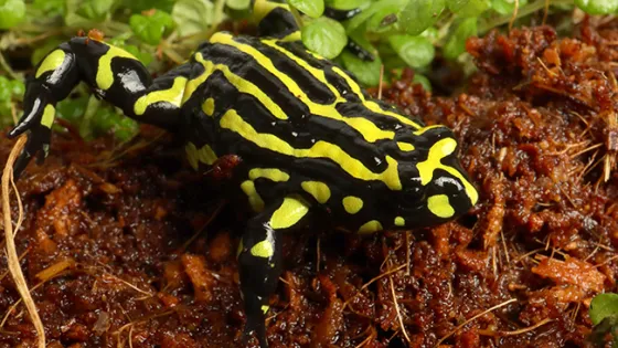 A vibrant yellow and black striped frog on a bed of moist soil and green leaves.