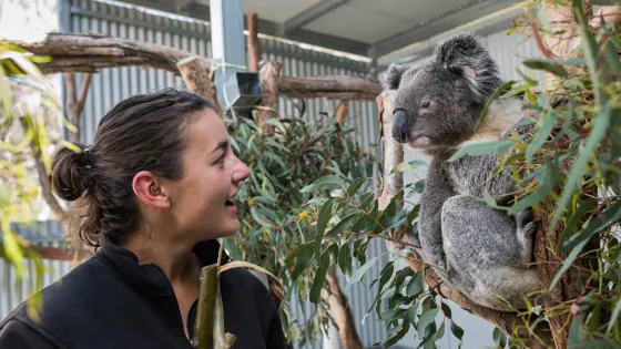 A woman happily looks at a koala perched on a tree branch in an enclosure with eucalyptus leaves around.