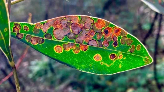 diseased leaf