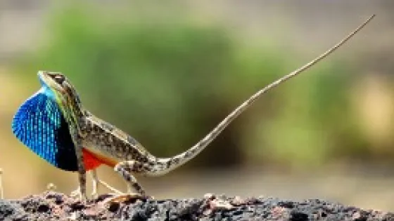 A fan-throated lizard displaying its colorful dewlap on a rocky surface.