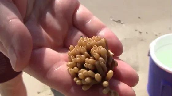 Coral