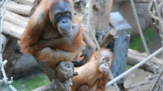 An adult orangutan with a baby sitting on a tree branch, both looking directly at the camera.