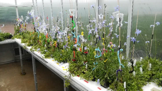 A variety of delicate flowering plants with colorful support stakes growing on a bench inside a greenhouse.