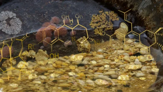 An artistic image blending a natural watery scene with pebbles and metallic overlays of chemical structures and mushroom-like organisms.