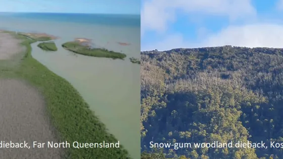 Aerial views showing a mangrove forest dieback in Far North Queensland on the left, and a snow-gum woodland dieback in Kosciuszko National Park on the right.