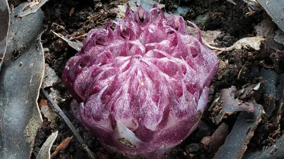 A purple, dew-covered succulent plant nestled in dark soil.