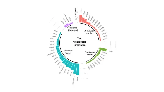 Circular infographic displaying the Arabidopsis targetome, with sections labeled for conserved and species-specific microRNAs grouped by color.