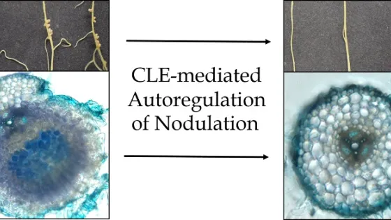 A diagram showing the process of CLE-mediated autoregulation of nodulation, with images of plant roots before and after nodulation and cross-sections of nodules.