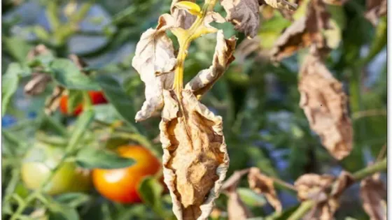 A wilted tomato plant with some green and ripening tomatoes in the background.