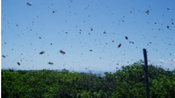 A swarm of bees flying over a green landscape under a blue sky.