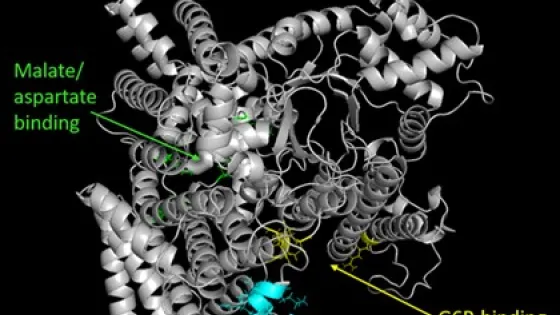 3D molecular structure diagram showing binding sites for Malate/Aspartate and G6P, highlighted in green and blue respectively, with subtype-specific residues in yellow.